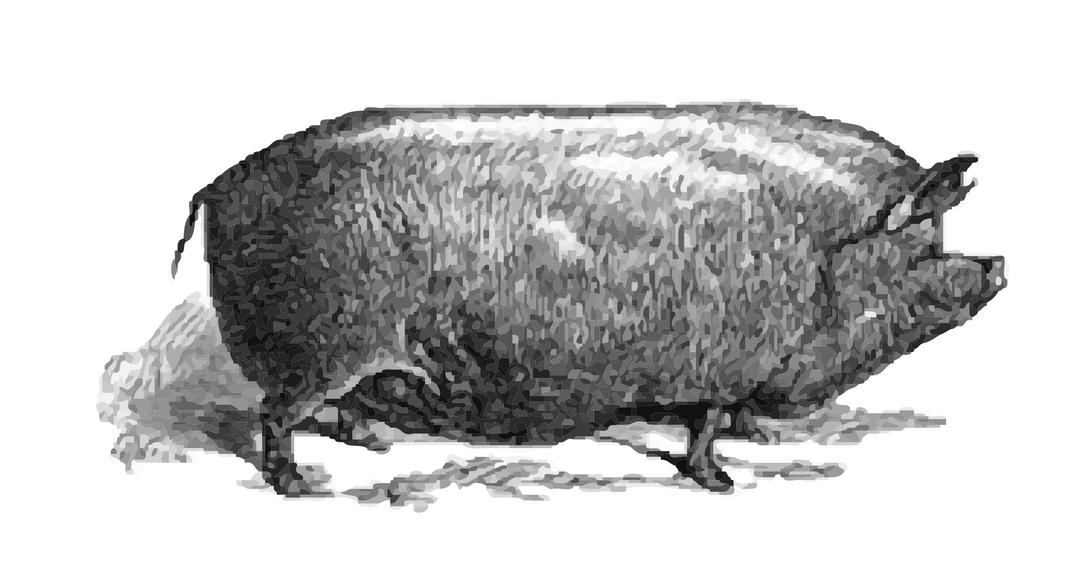  Pig Two png transparent