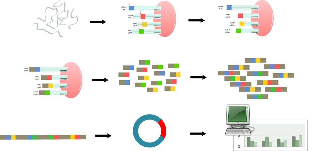  serial analysis of gene expression png transparent