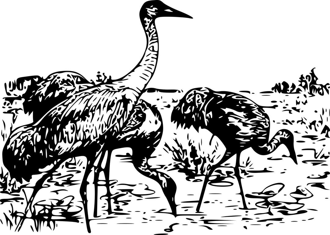 3 Whooping Cranes png transparent