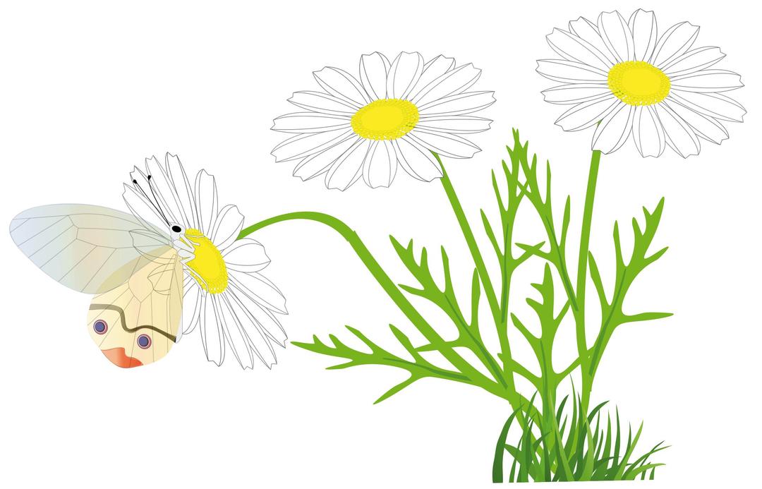 a butterfly on a daisy png transparent
