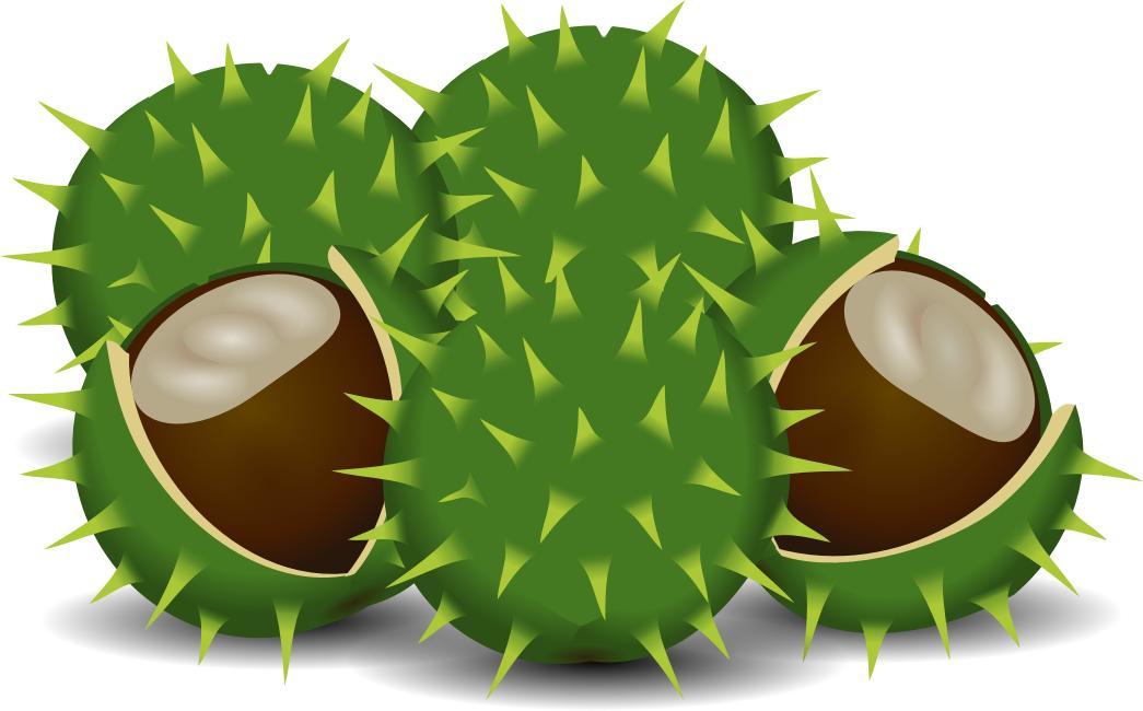 A couple of chestnuts png transparent