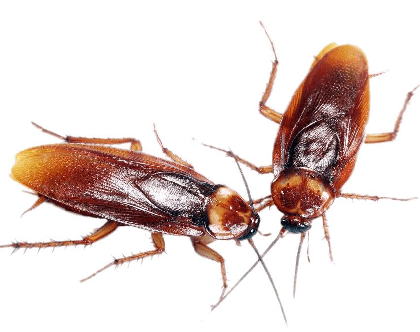 A Couple Of Cockroaches png transparent