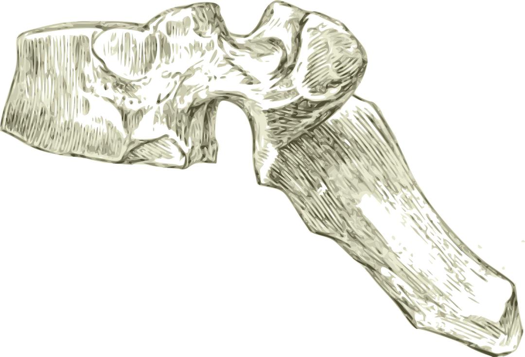 A human dorsal or thoracic spine or Vertebra png transparent
