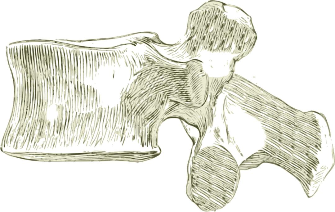 A human Lumbar spine or Vertebra png transparent