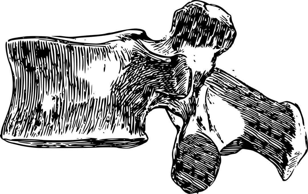 A human Lumbar spine or Vertebra (black and white) png transparent