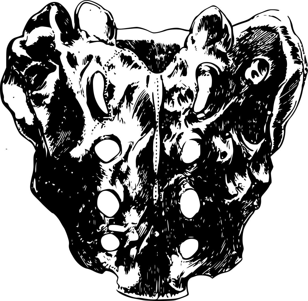 A human Sacral spine or Vertebra png transparent