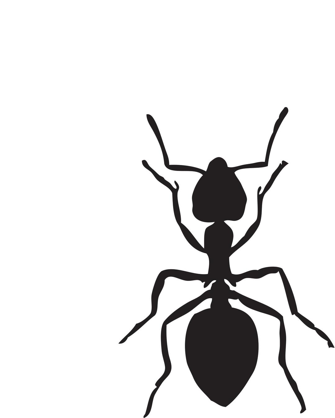 Acrobat ant png transparent