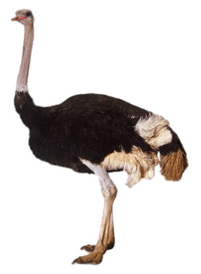 Adult Ostrich png transparent