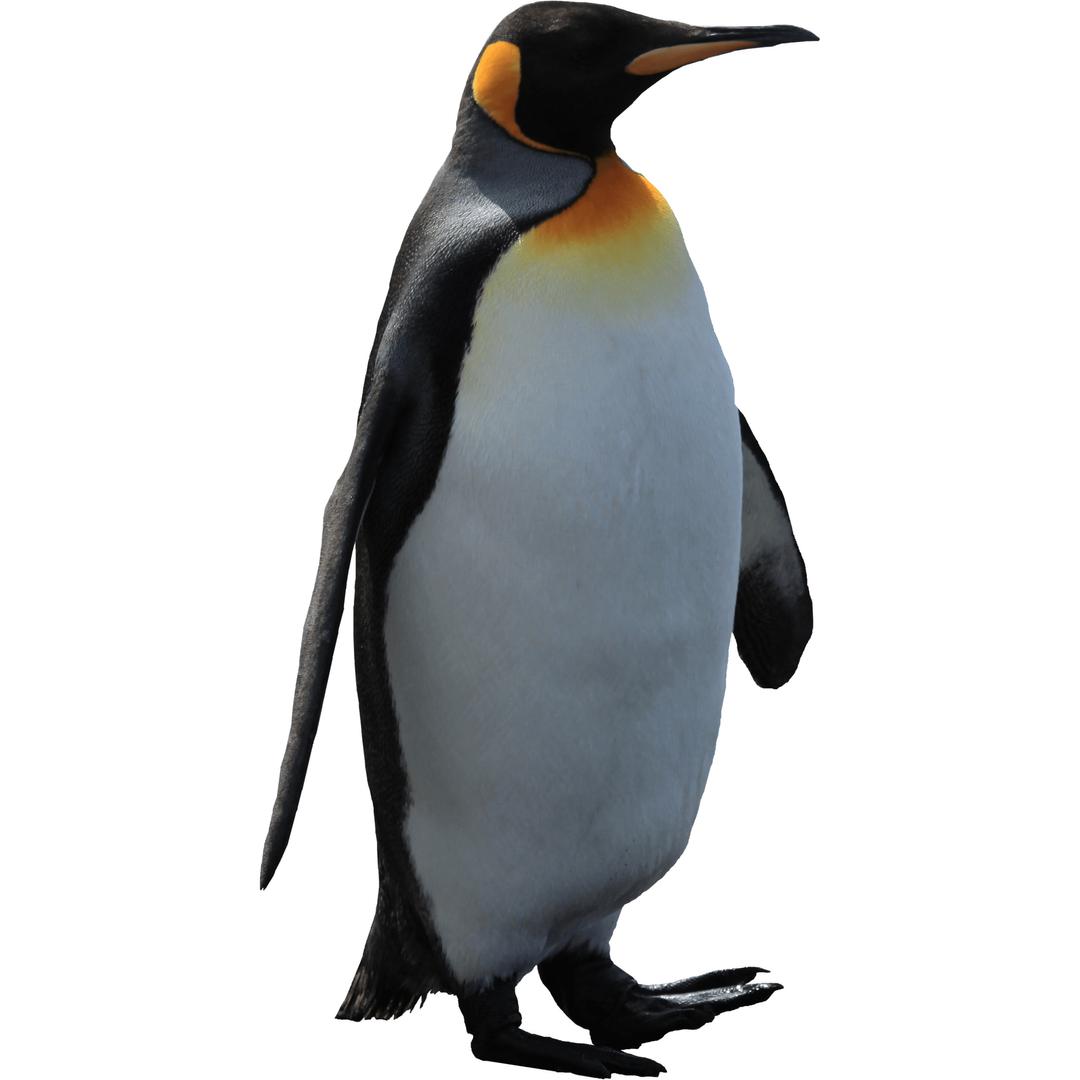 Adult Penguin png transparent
