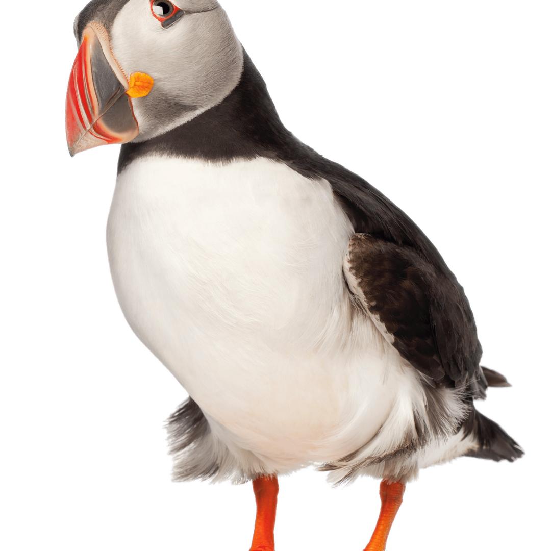 Adult Puffin png transparent