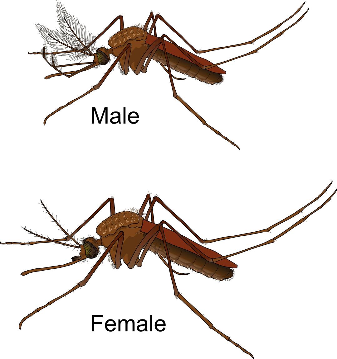 Aedes Mosquito Male and Female png transparent