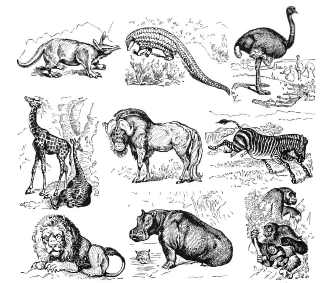 African animals (white background) png transparent