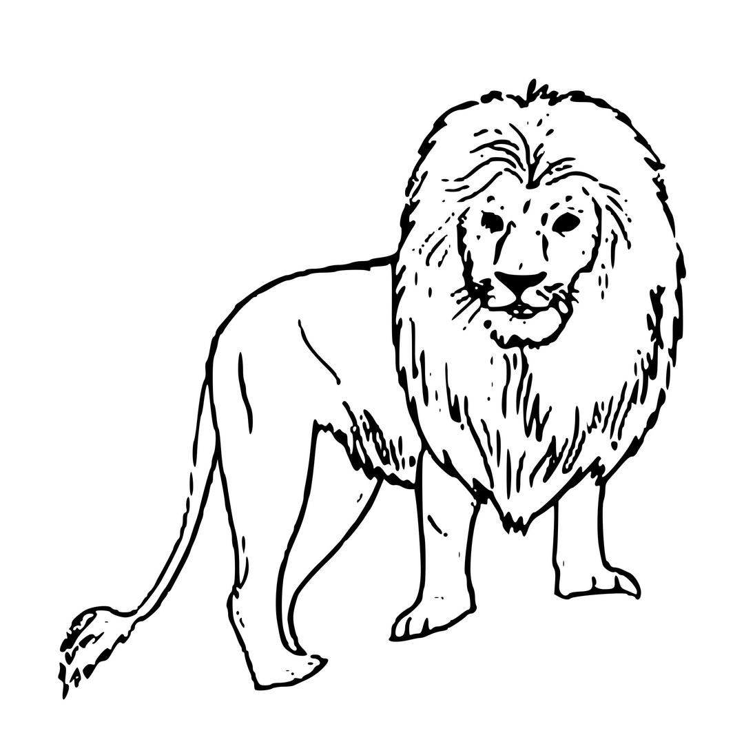African Lion png transparent