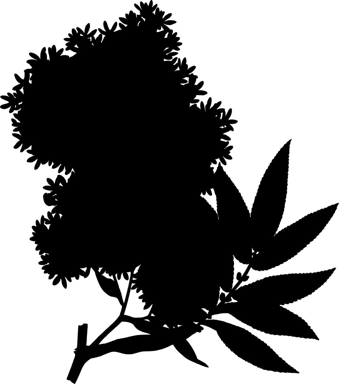 African redwood (silhouette) png transparent