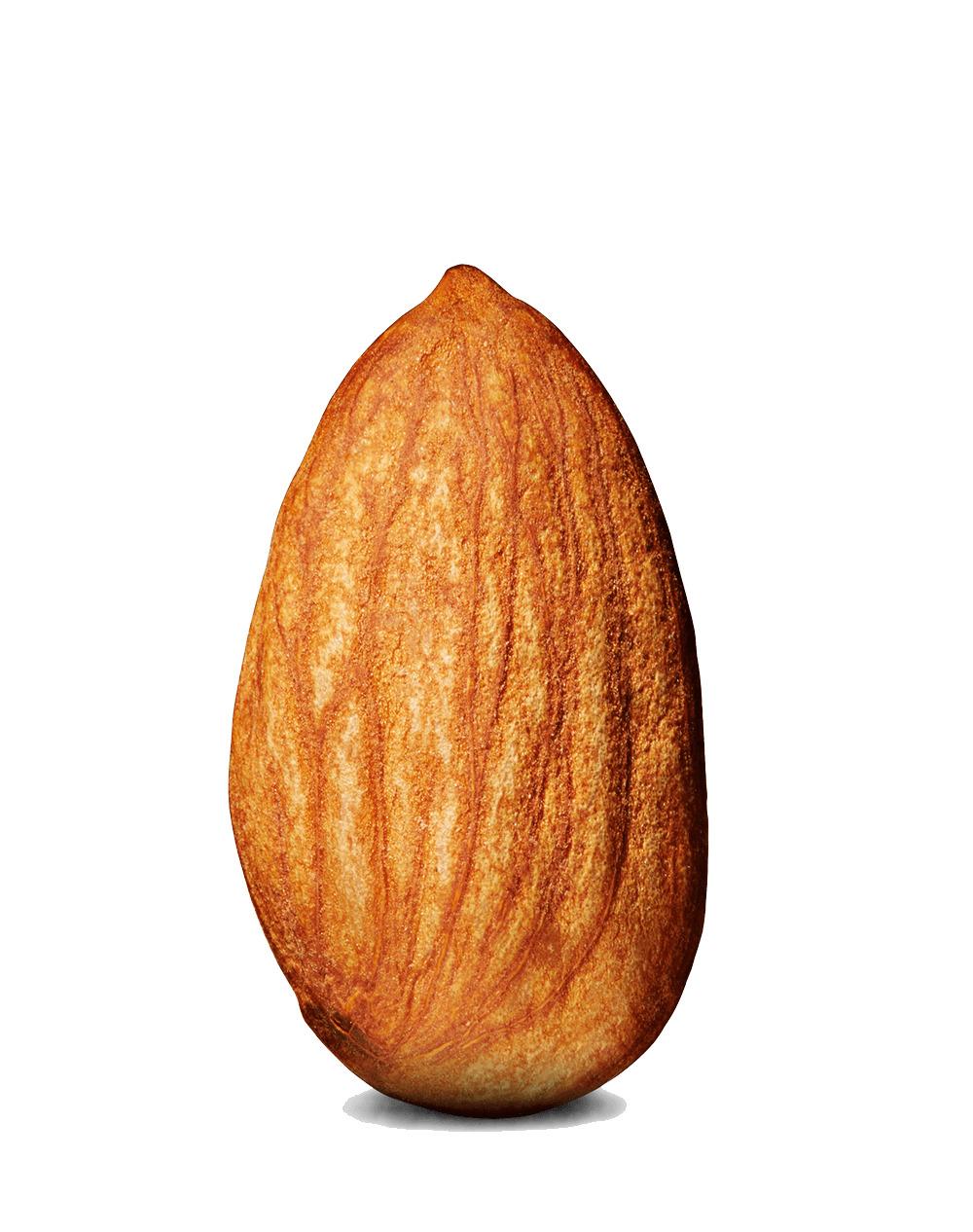 Almond Single png transparent