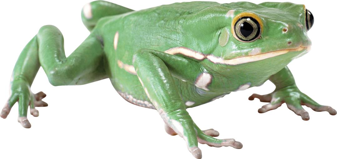 Almost Flat Frog png transparent