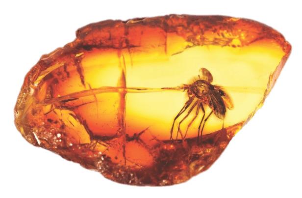 Amber With Large Mosquito png transparent