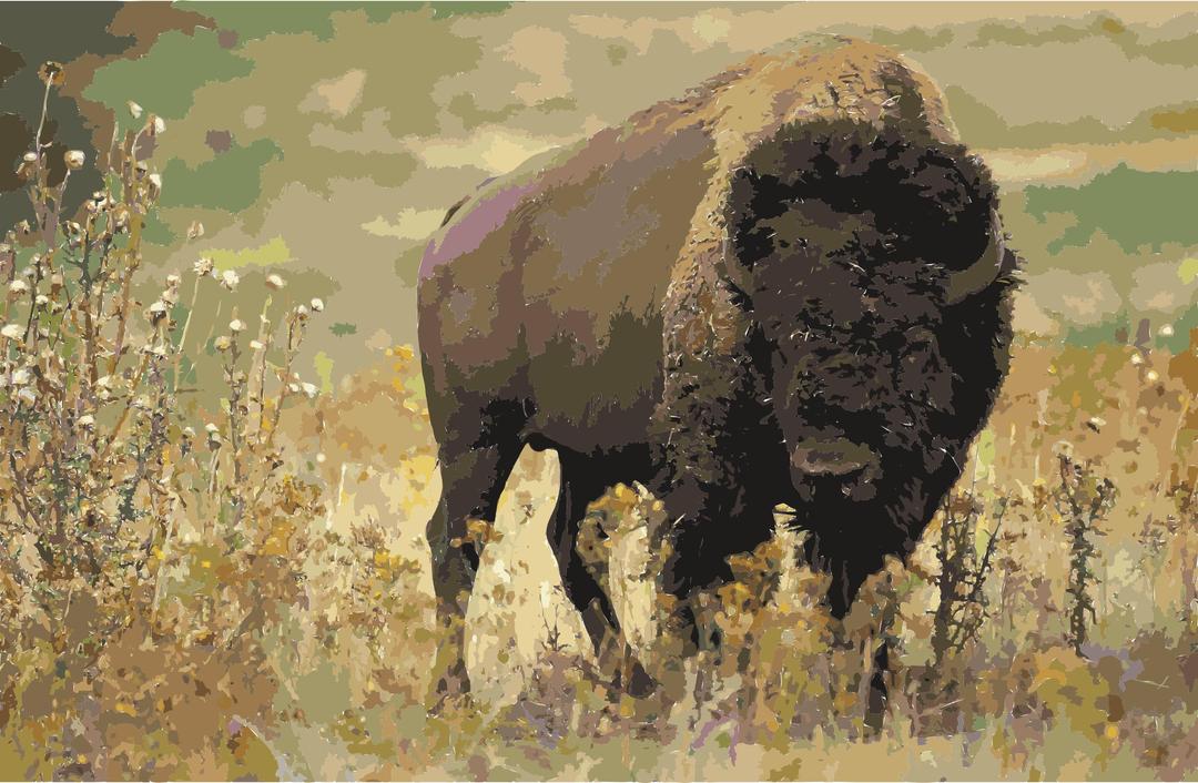 American bison k5680-1 png transparent