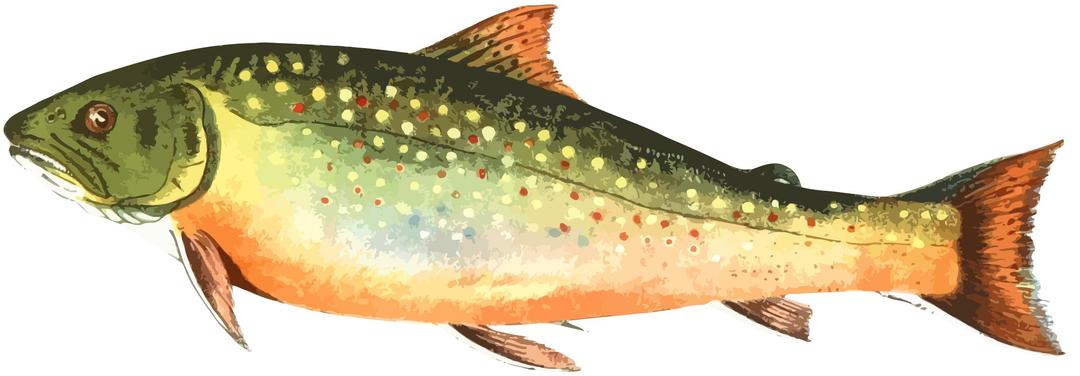 American brook trout png transparent