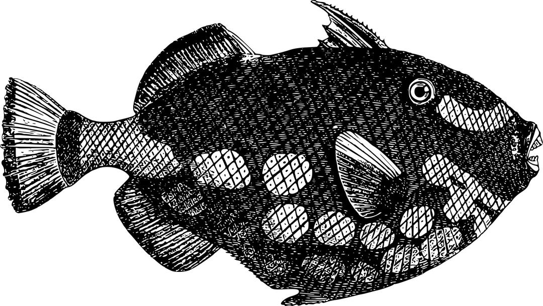 American triggerfish png transparent