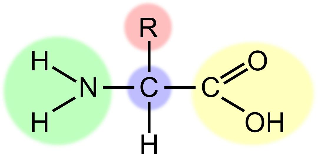 Amino acid (highlight) png transparent