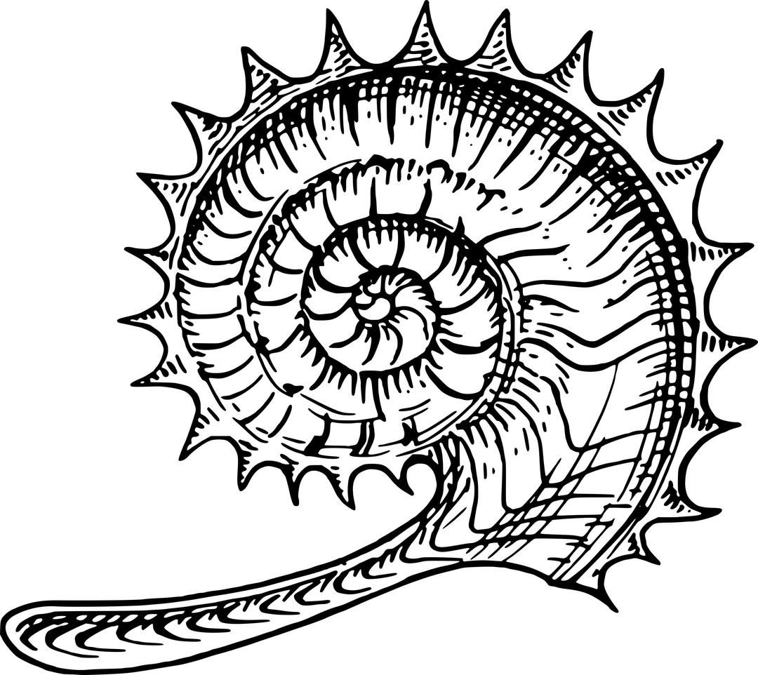Ammonite png transparent