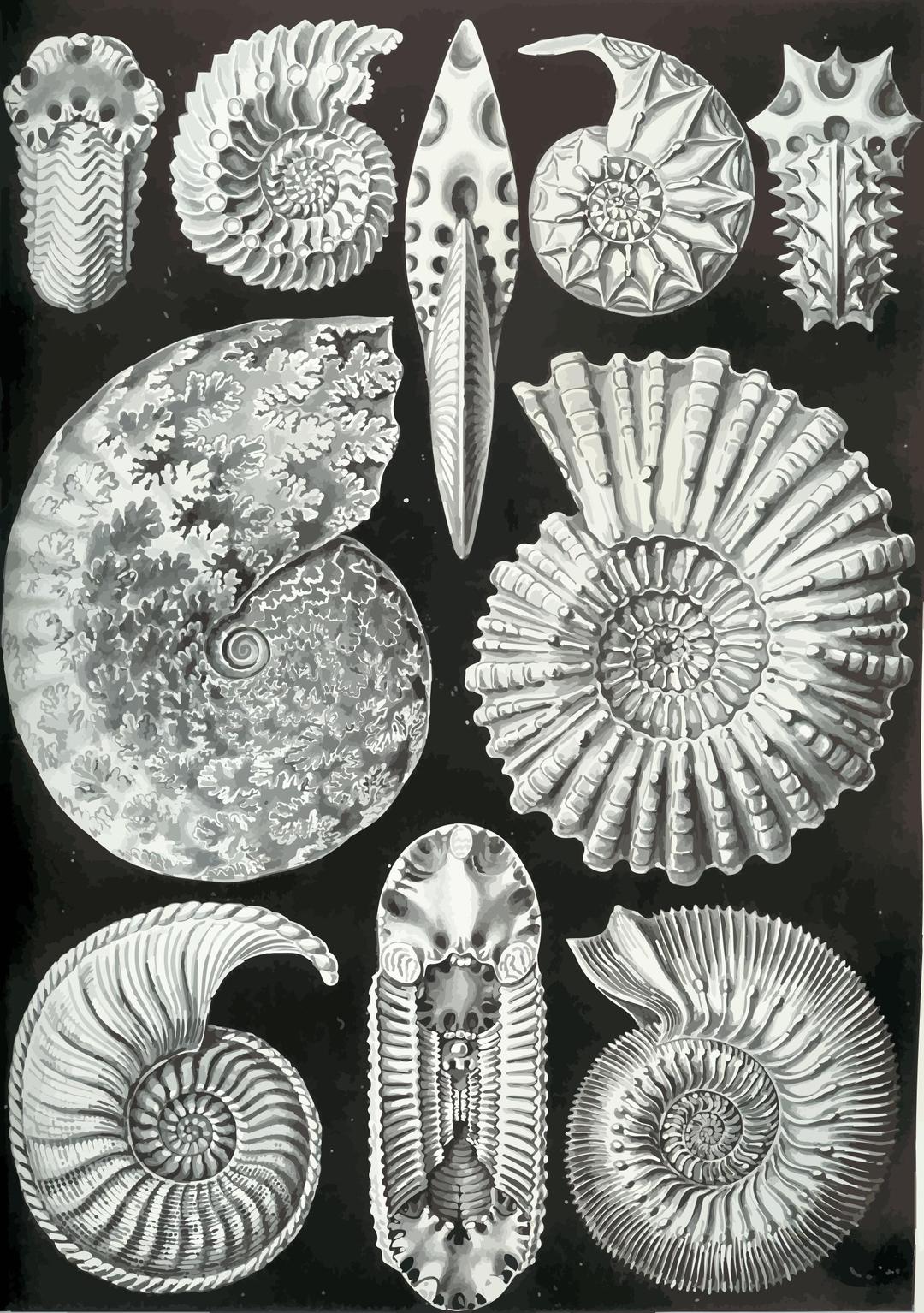Ammonitida png transparent