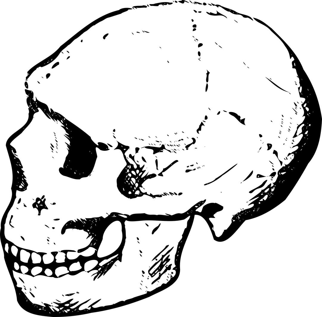 Amud skull (black and white) png transparent