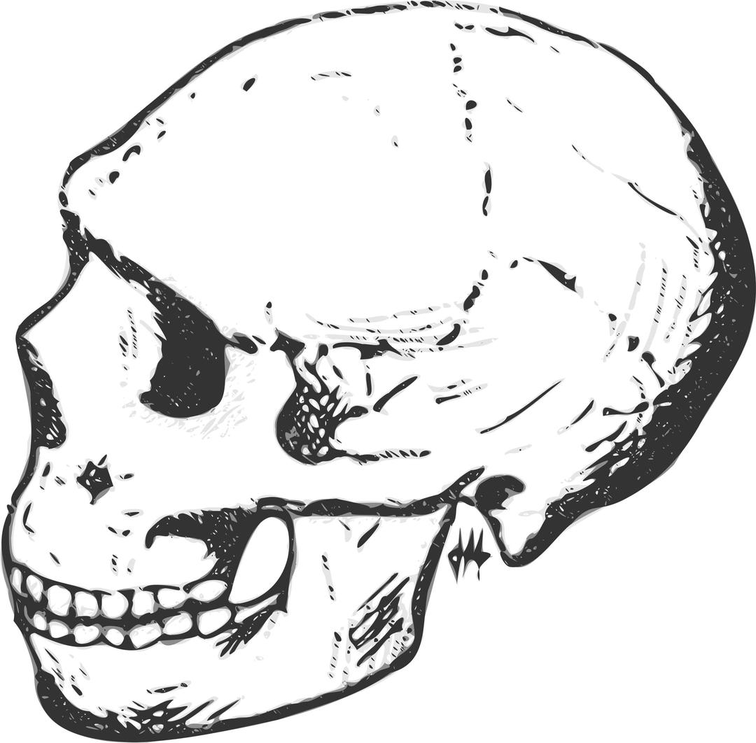 Amud skull (grayscale) png transparent