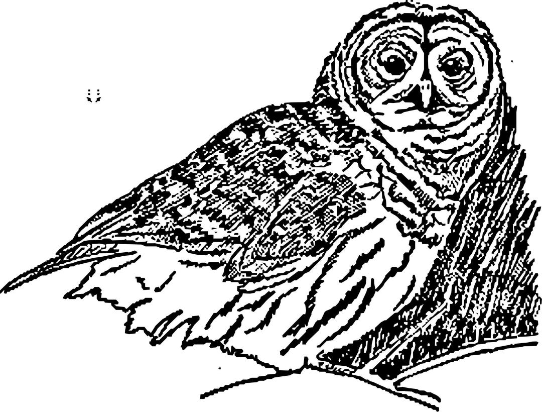 An owl png transparent