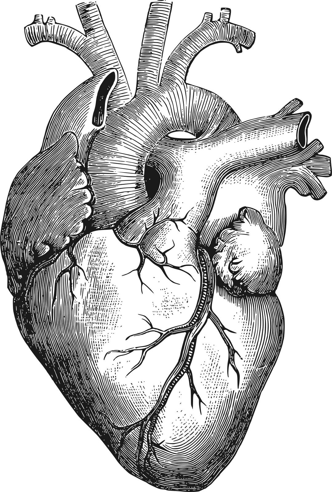 Anatomical Heart png transparent