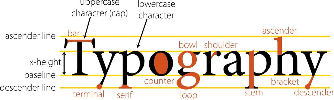 Anatomy of type png transparent