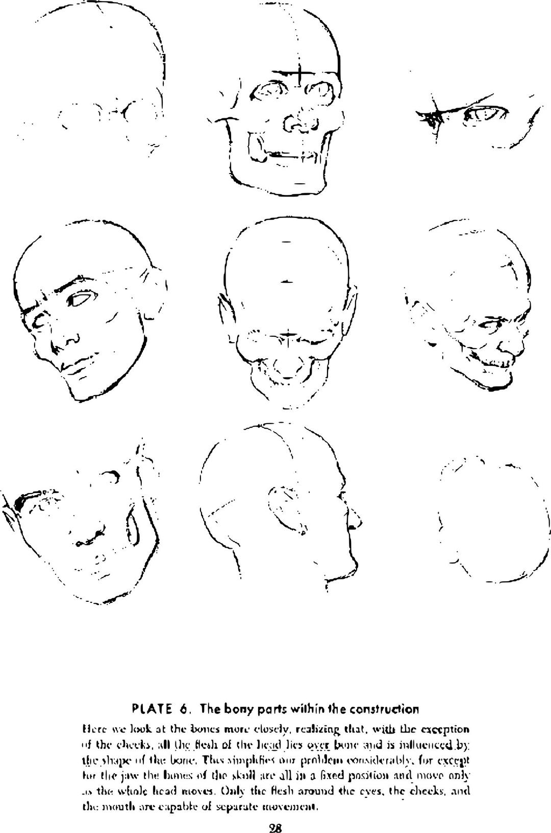 Andrew Loomis Drawing the Head and Hands (potrace) 23 png transparent