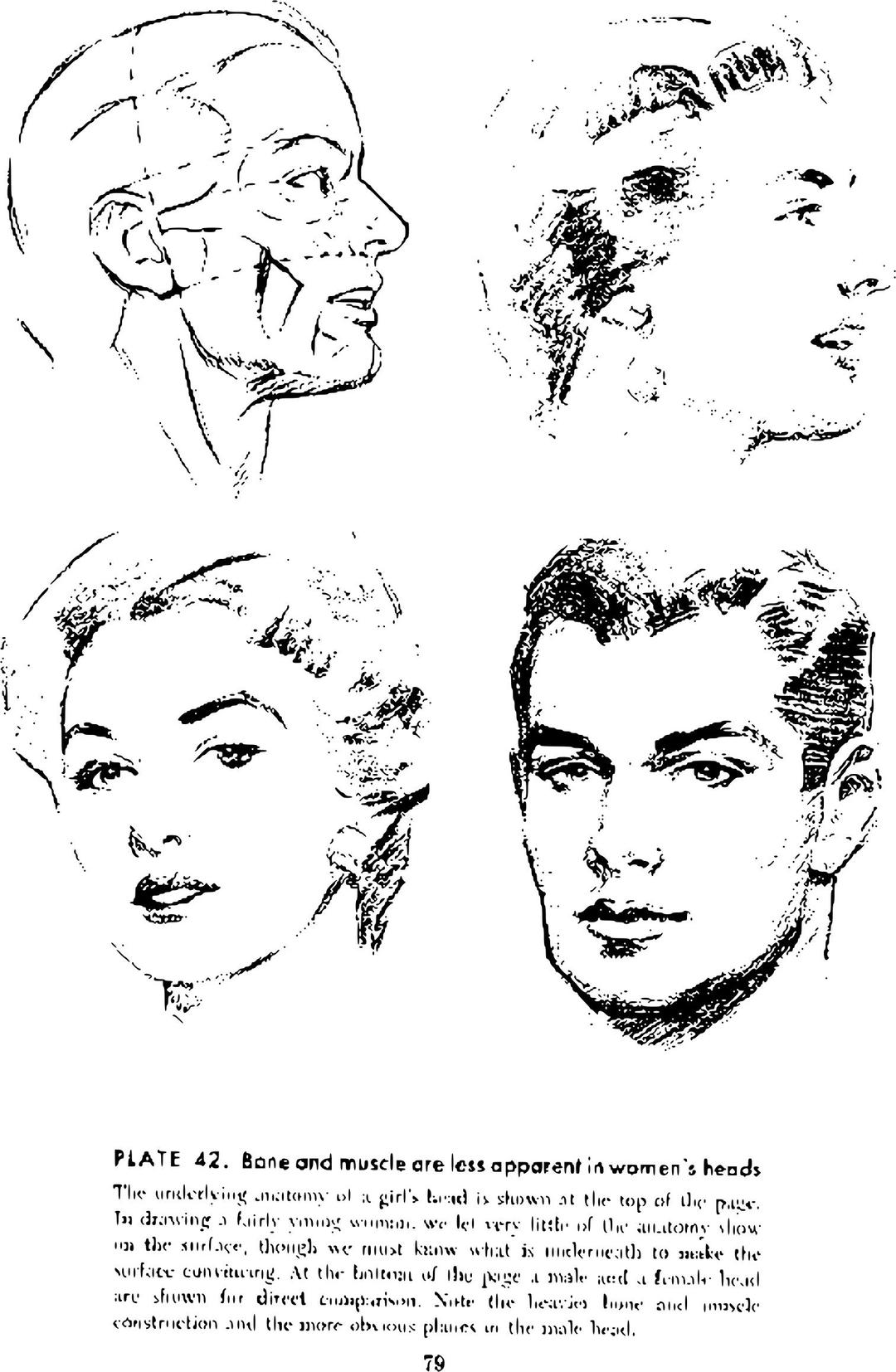 Andrew Loomis Drawing the Head and Hands (potrace) 72 png transparent