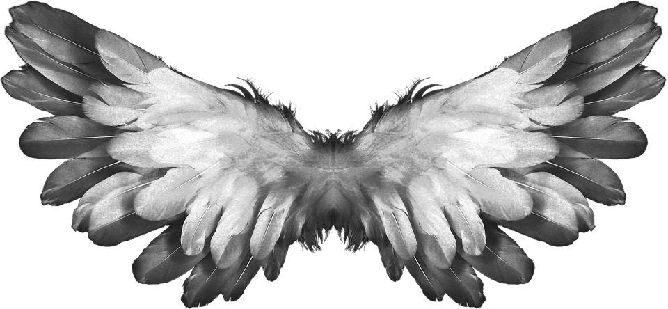 Angel Wings Feathers png transparent