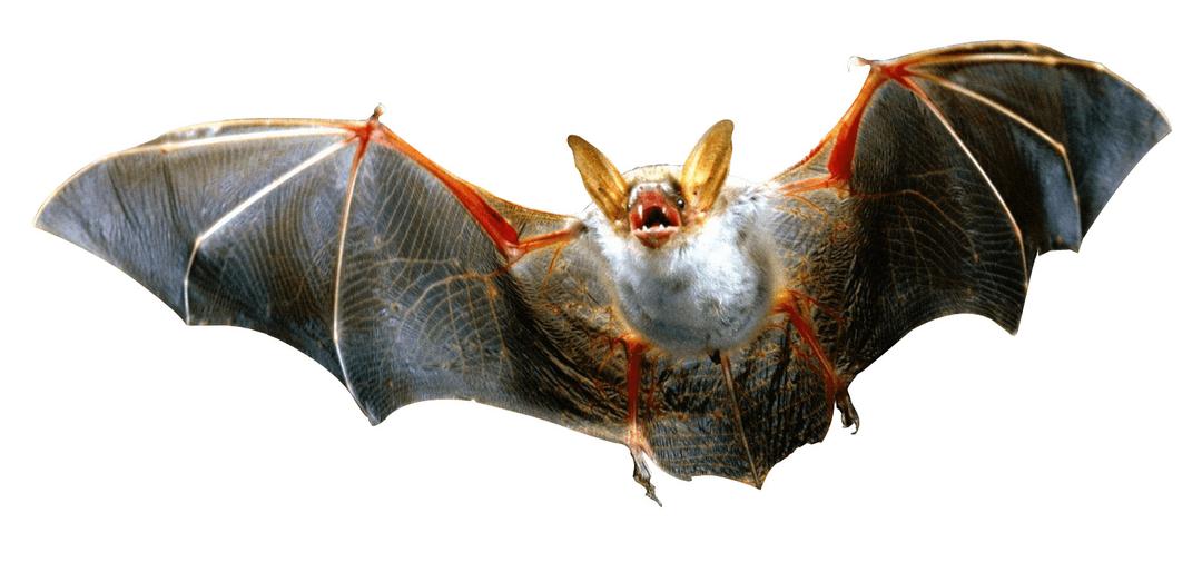 Angry Bat Flying png transparent