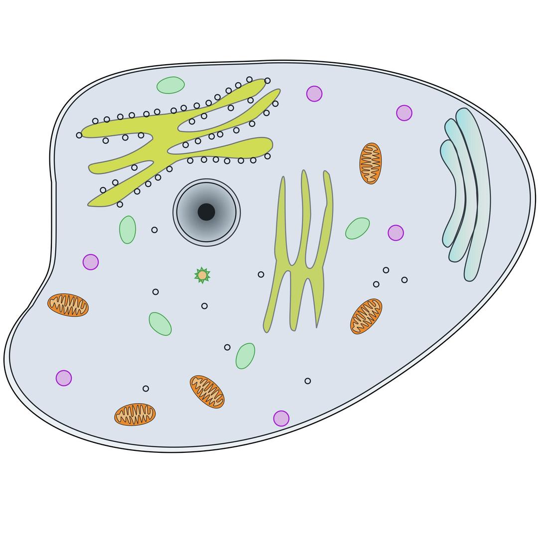 Animal Cell png transparent