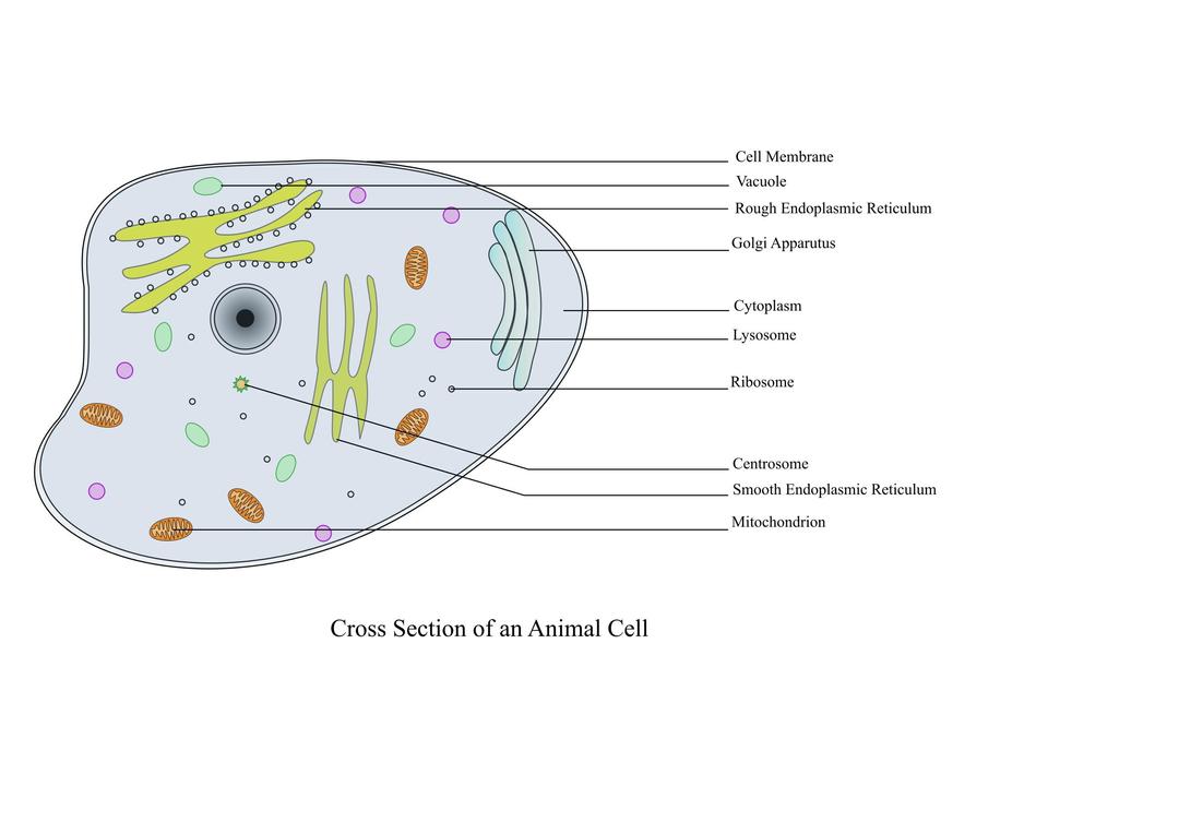 Animal Cell Labelled png transparent