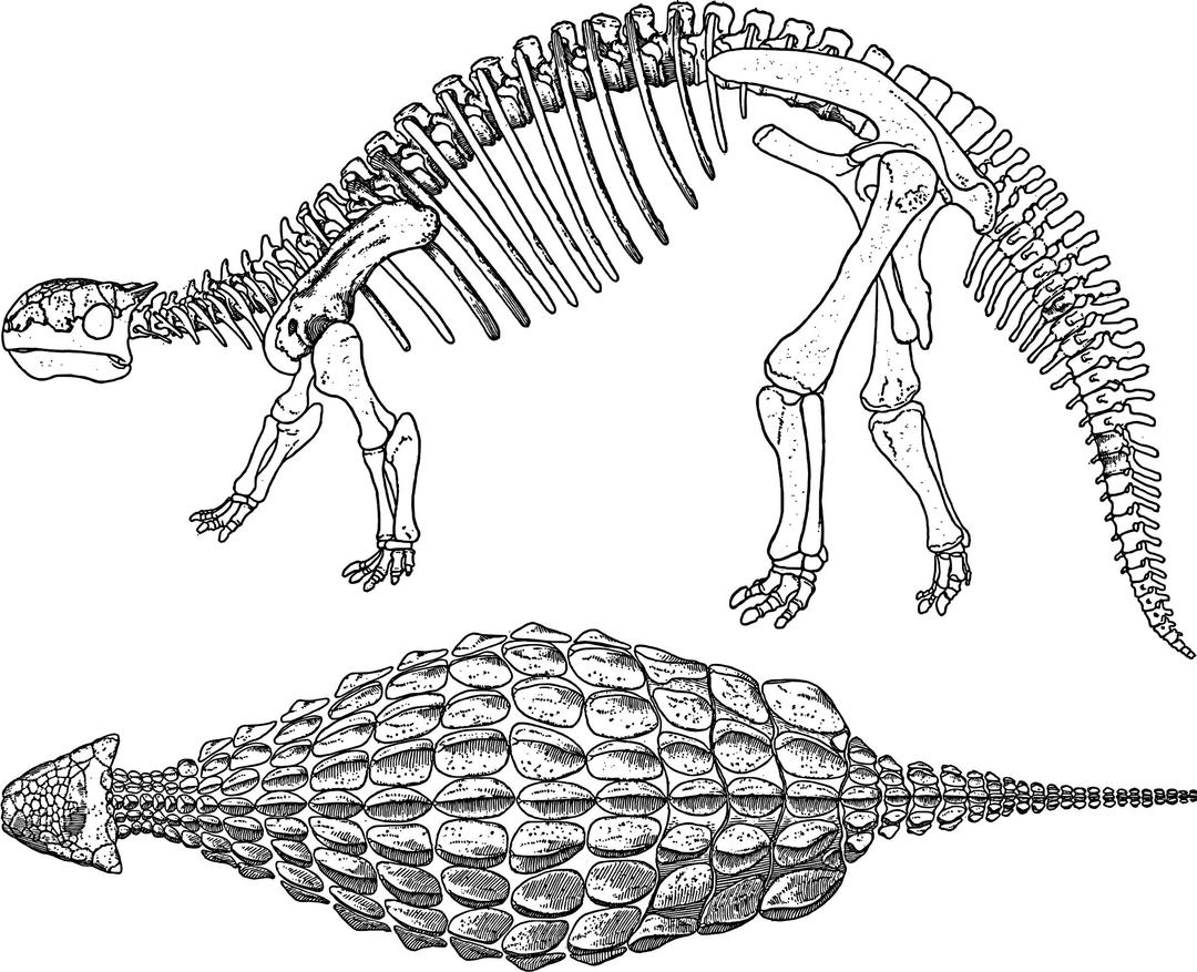 Ankylosaurus Skeleton Bones png transparent