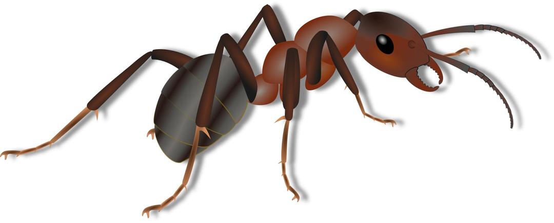 Ant - Ameise png transparent