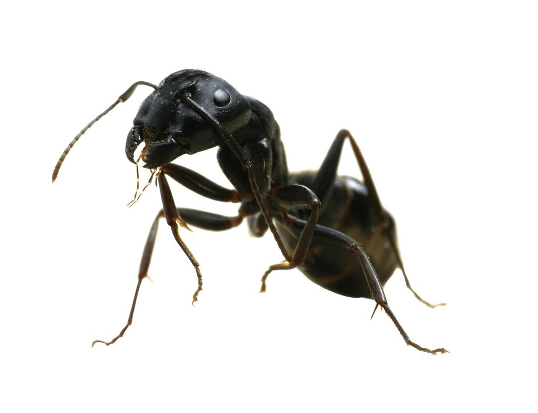 Ant Sideview png transparent