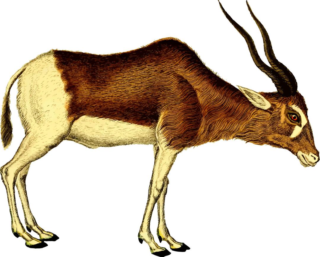 Antelope 2 (isolated) png transparent