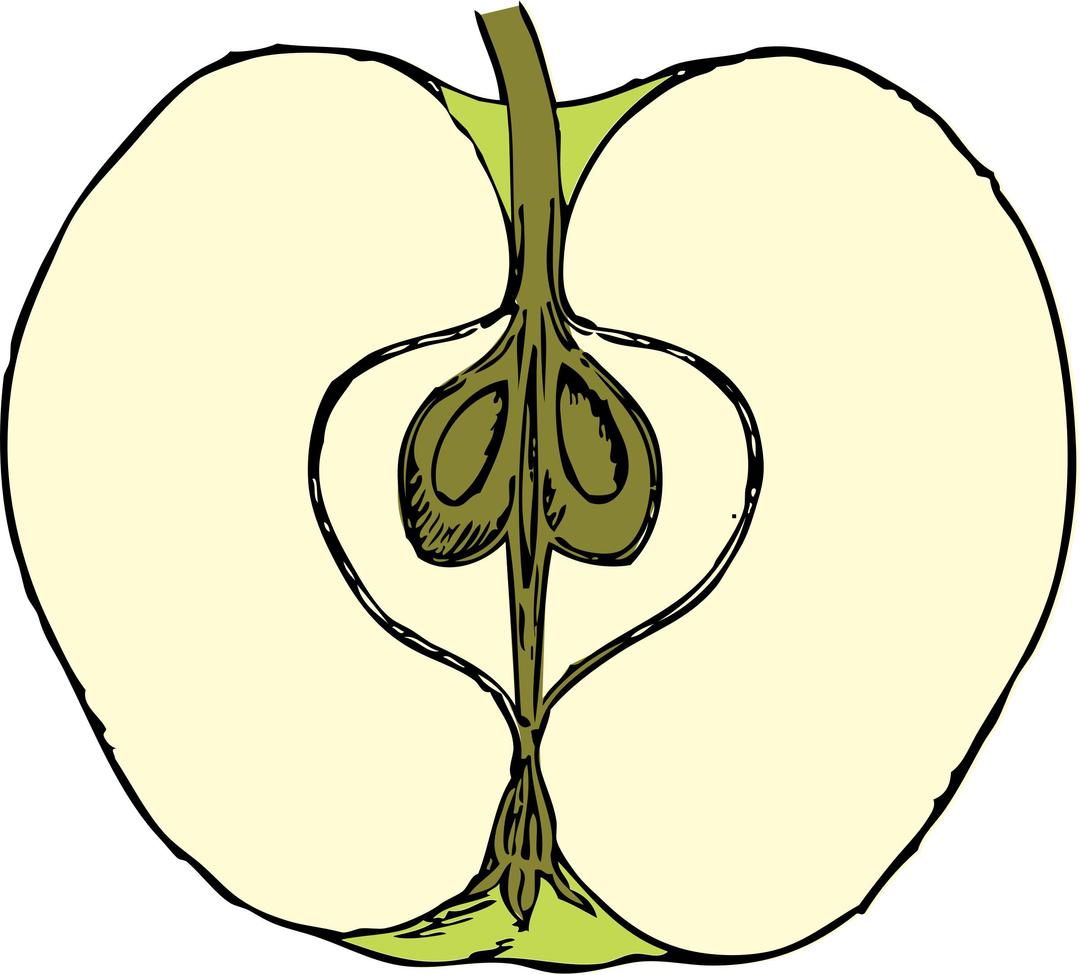 apple in cross section - color png transparent