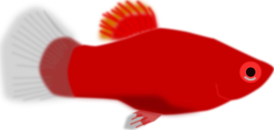 Aquarium fish - Xiphophorus maculatus png transparent