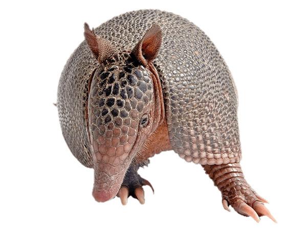 Armadillo Front View png transparent