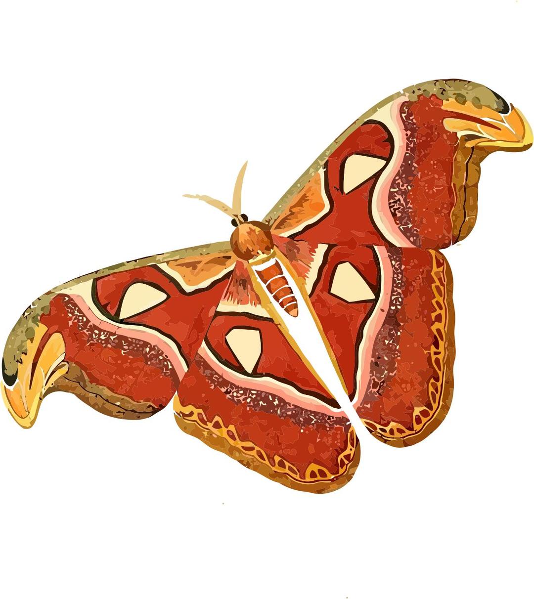 Atlas moth - Attacus atlas png transparent
