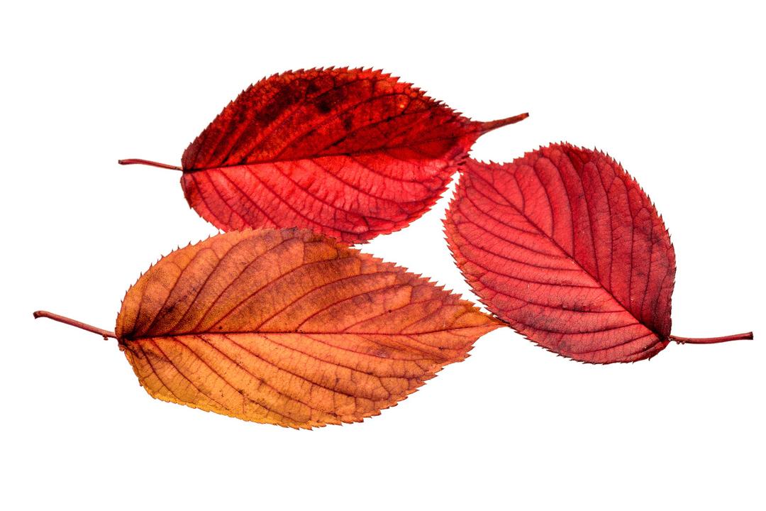 Autumn Beech Leaves png transparent