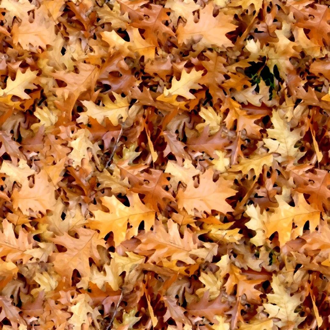 Autumn leaves 2 png transparent