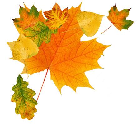 Autumn Leaves Green png transparent