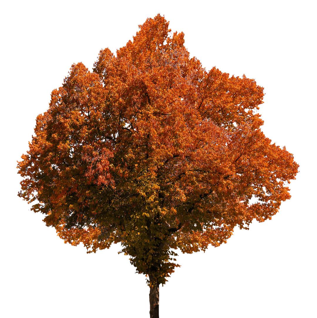 Autumn Tree png transparent
